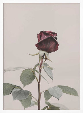Rose Poster