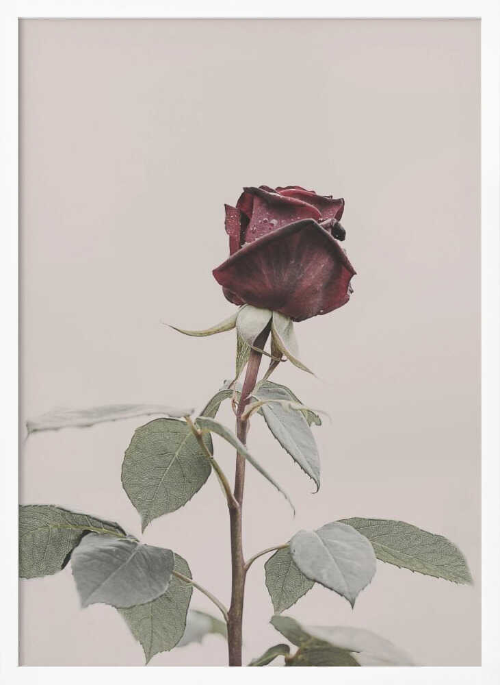 Rose Poster