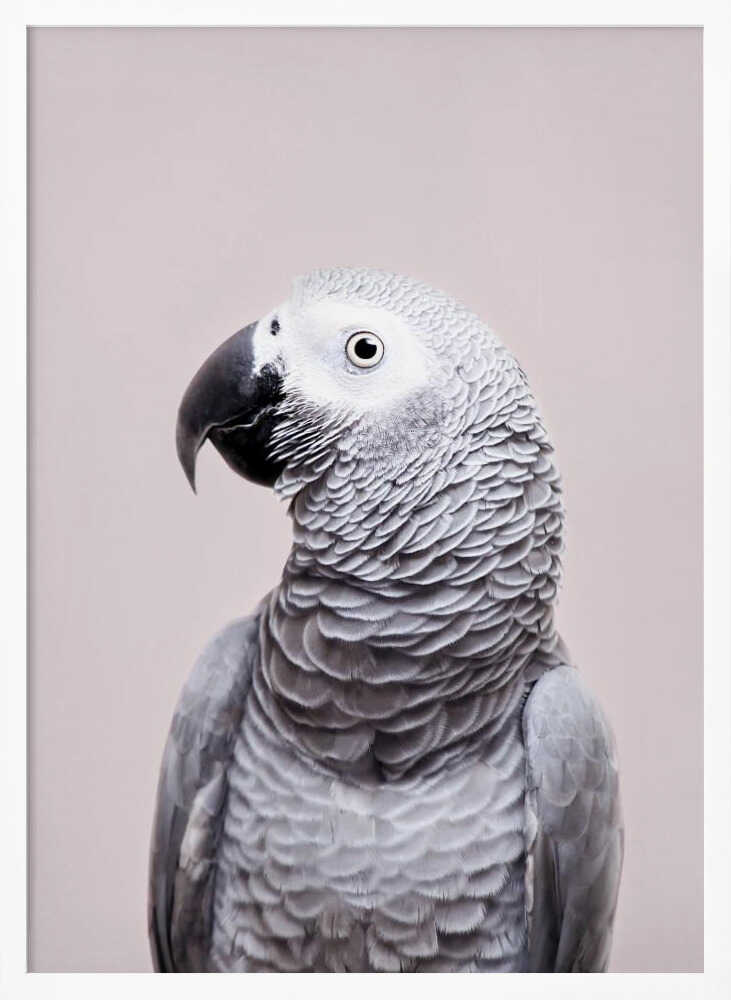 African Grey Poster