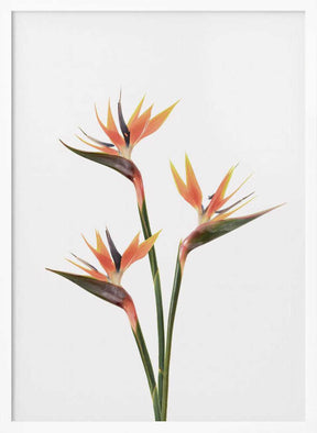 Birds of Paradise Poster