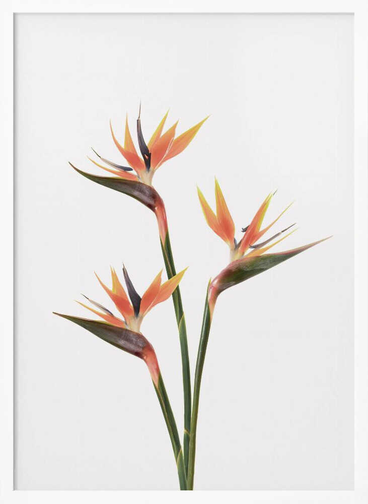 Birds of Paradise Poster