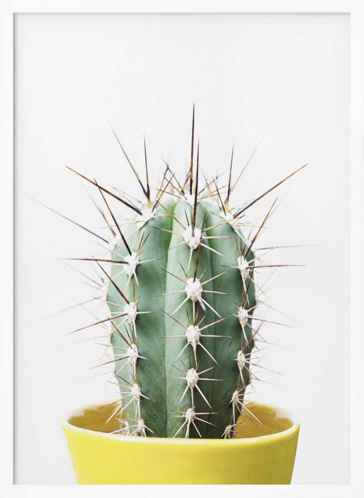 Spikey Cactus Poster