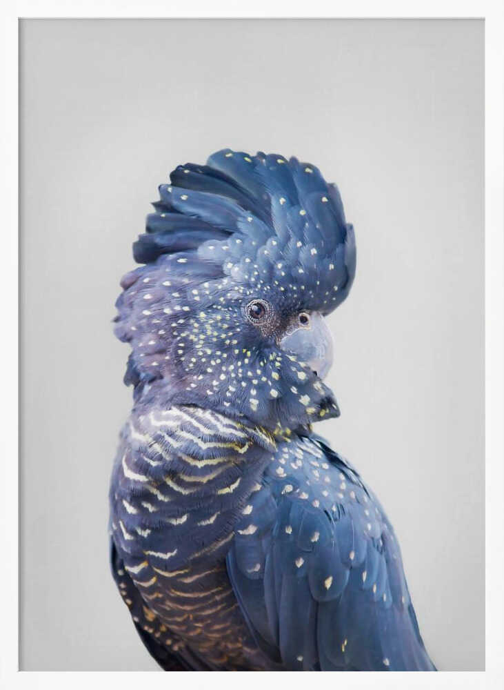 Black Cockatoo Poster