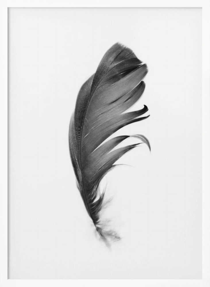 Feather Poster
