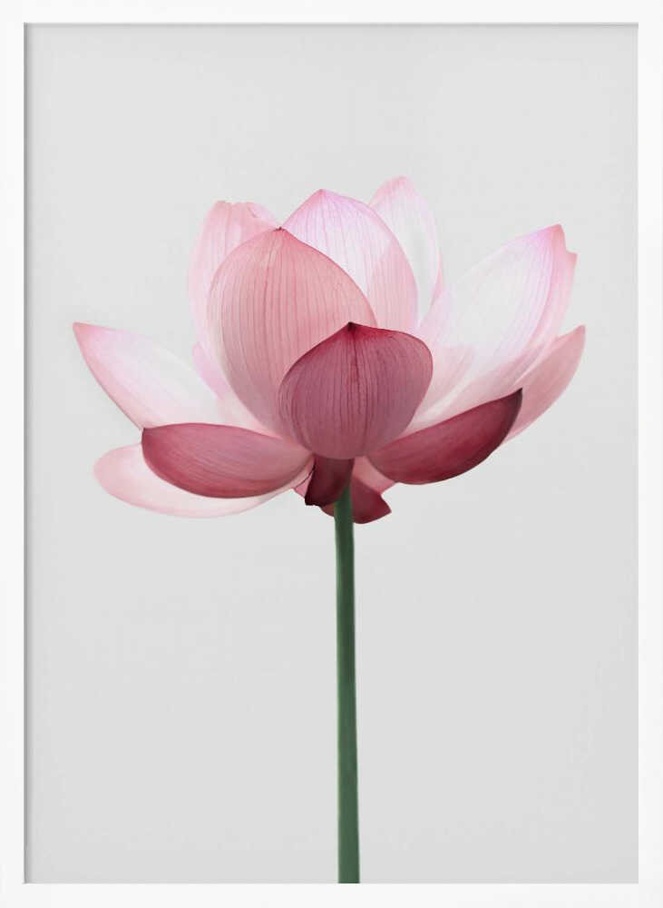 Lotus Flower Poster