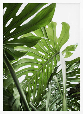 Jungle Poster