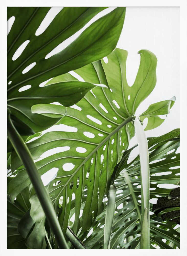 Jungle Poster