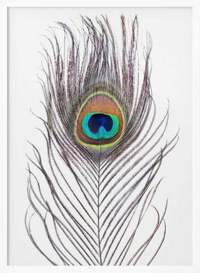 Peacock Feather Poster