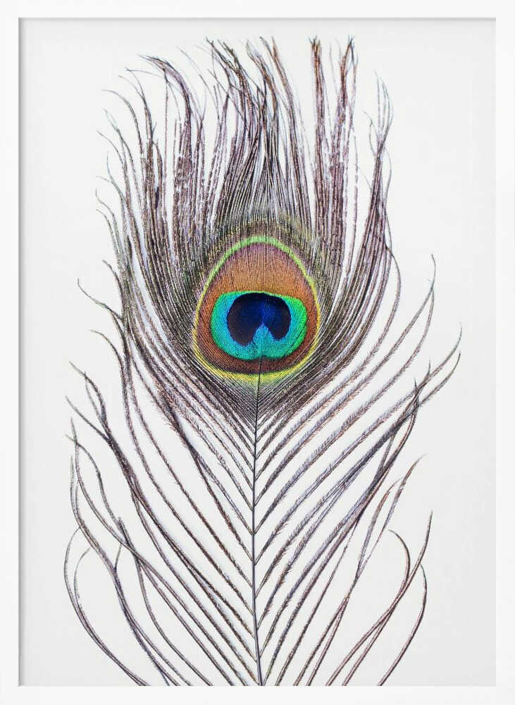 Peacock Feather Poster