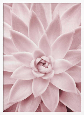 Pink Succulent Poster