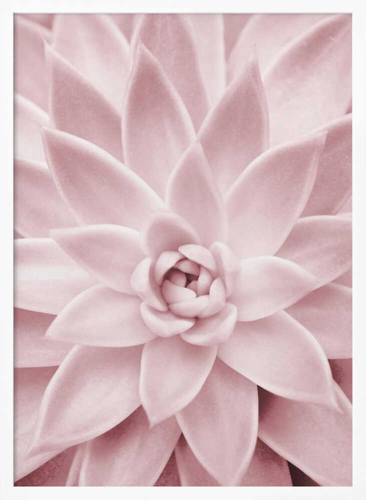 Pink Succulent Poster
