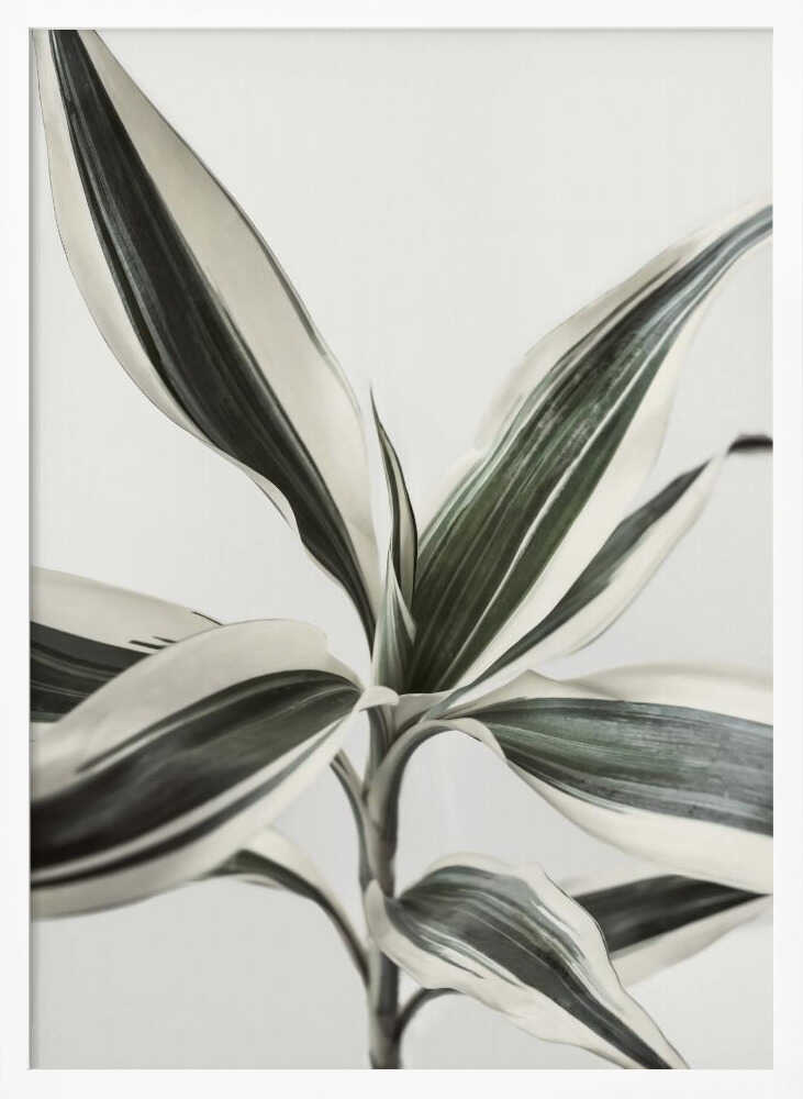 Foliage Poster
