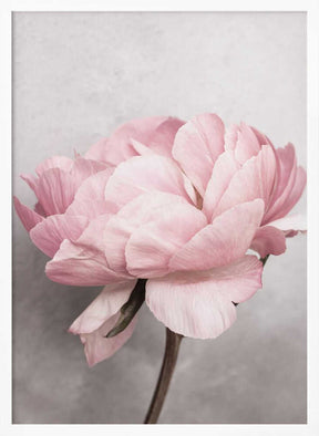 Peony Poster