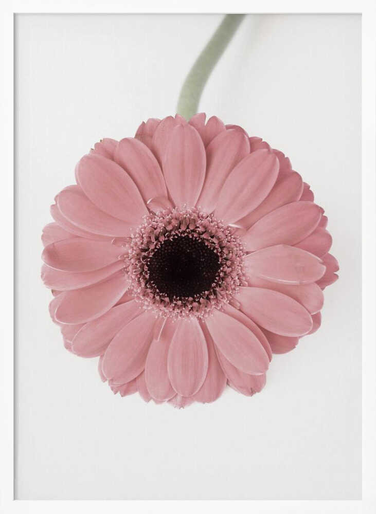 Pink Gerbera II Poster