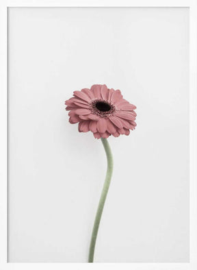 Pink Gerbera Poster