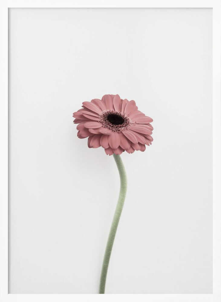 Pink Gerbera Poster