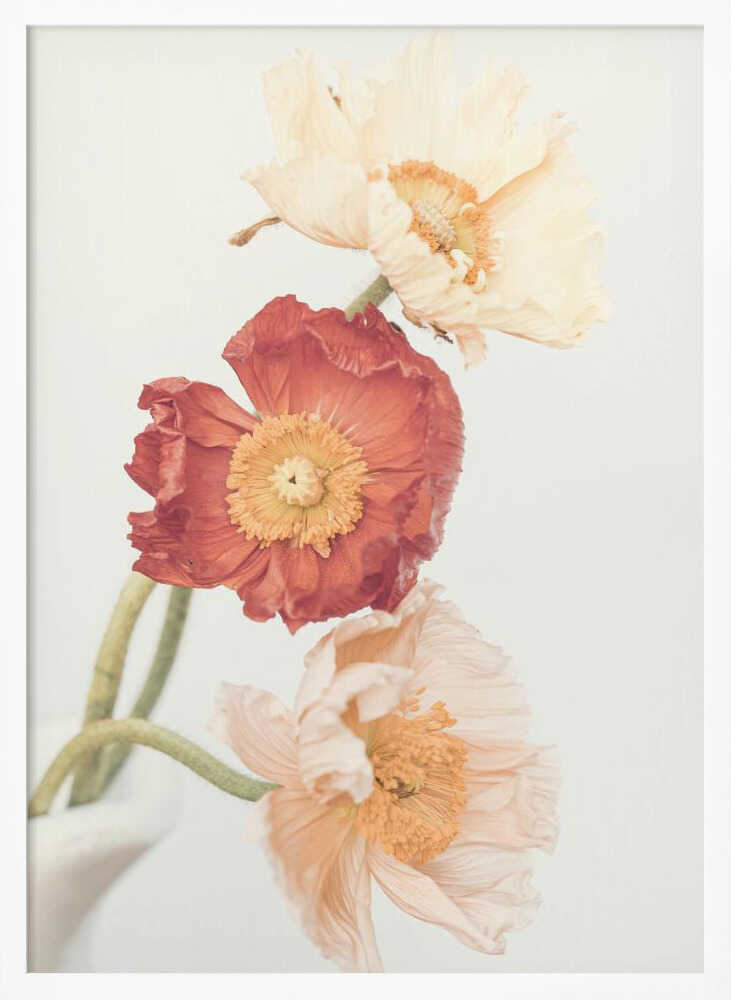 Poppies Poster