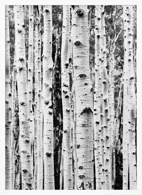 Birches Poster