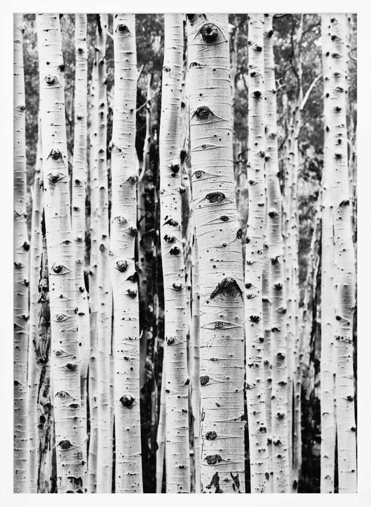 Birches Poster