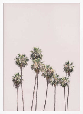Blush Palms Poster