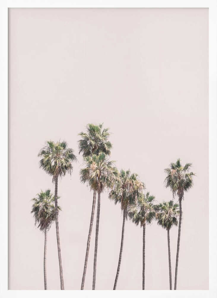 Blush Palms Poster