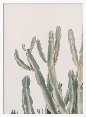 Sunrise Cactus Poster
