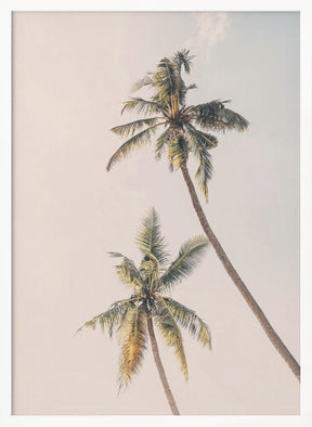 Tropical Palms Poster