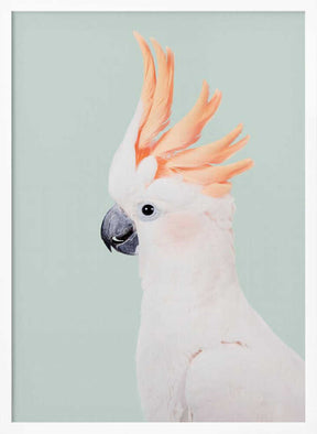 Cockatoo Poster