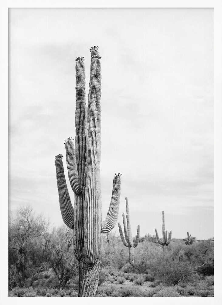 Saguaro B&amp;W Poster