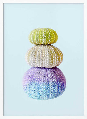 Sea Urchins Poster