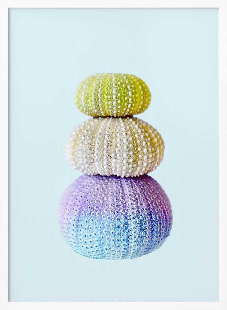 Sea Urchins Poster