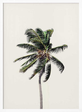 Windy Palm Tree Poster