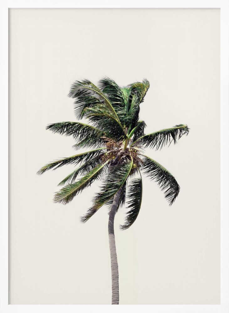Windy Palm Tree Poster