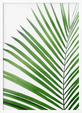 Green Palm Leaf Poster