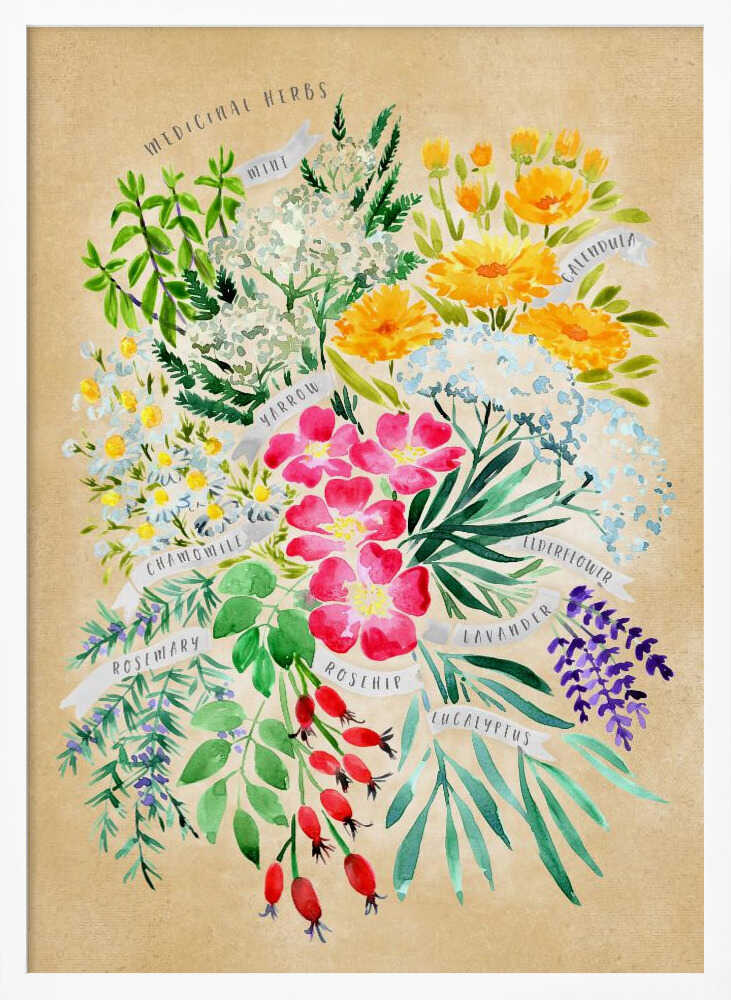 Medicinal herbs in vintage sepia Poster