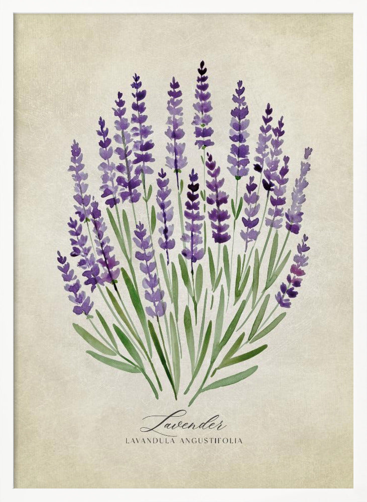 Lavender vintage Poster