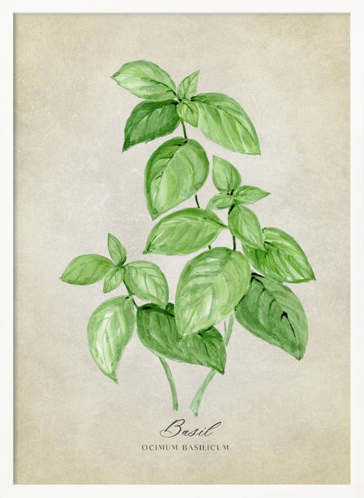 Basil vintage Poster