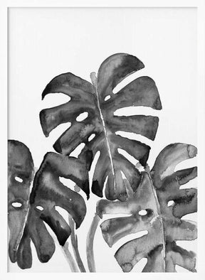 Monstera leaves in loose watercolor bw Poster