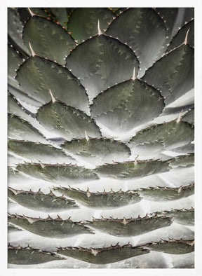 Spiral Succulent Poster