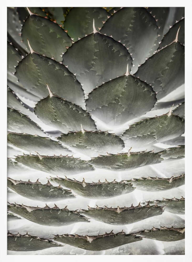 Spiral Succulent Poster