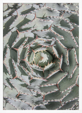 Spiral Succulent Maze Poster