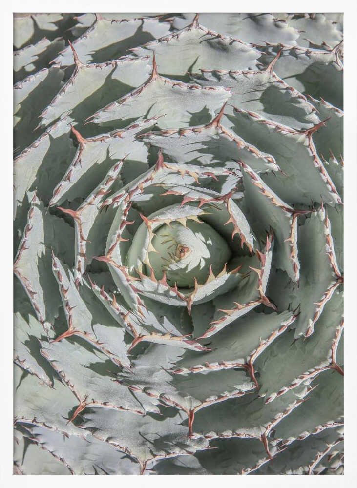 Spiral Succulent Maze Poster