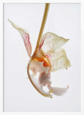 Petal Symphony Poster