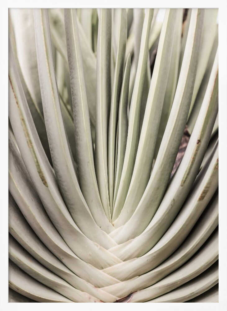 Desert Fan Dance Poster