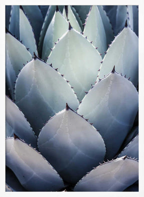 Agave Geometry Poster