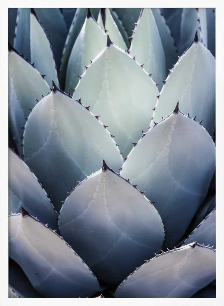 Agave Geometry Poster