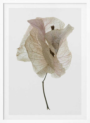 Petal Whisper Poster