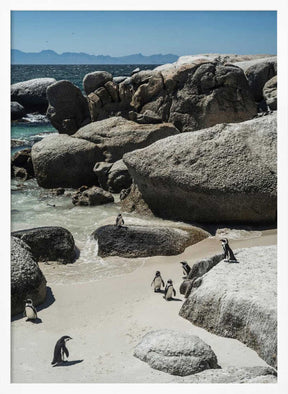 Penguin Cove Serenity Poster