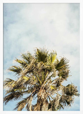 Sunlit Fronds Poster