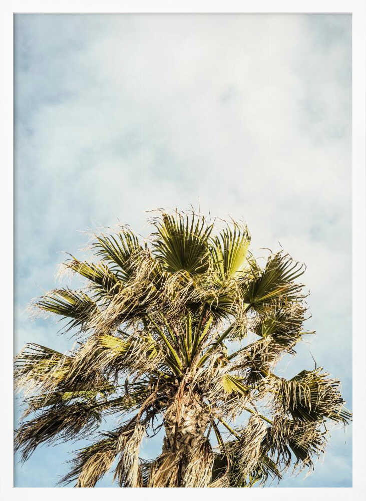 Sunlit Fronds Poster